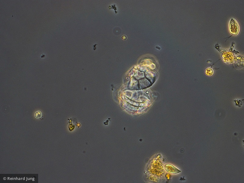 Dinophyta Dinophyceae Peridiniales Peridiniopsis elpatiewskyi