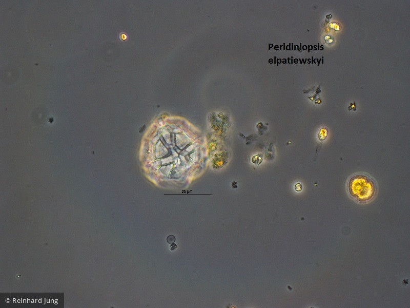 Dinophyta Dinophyceae Peridiniales Peridiniopsis elpatiewskyi