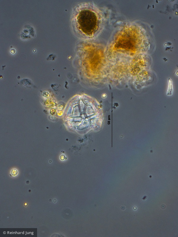 Dinophyta Dinophyceae Peridiniales Peridiniopsis elpatiewskyi