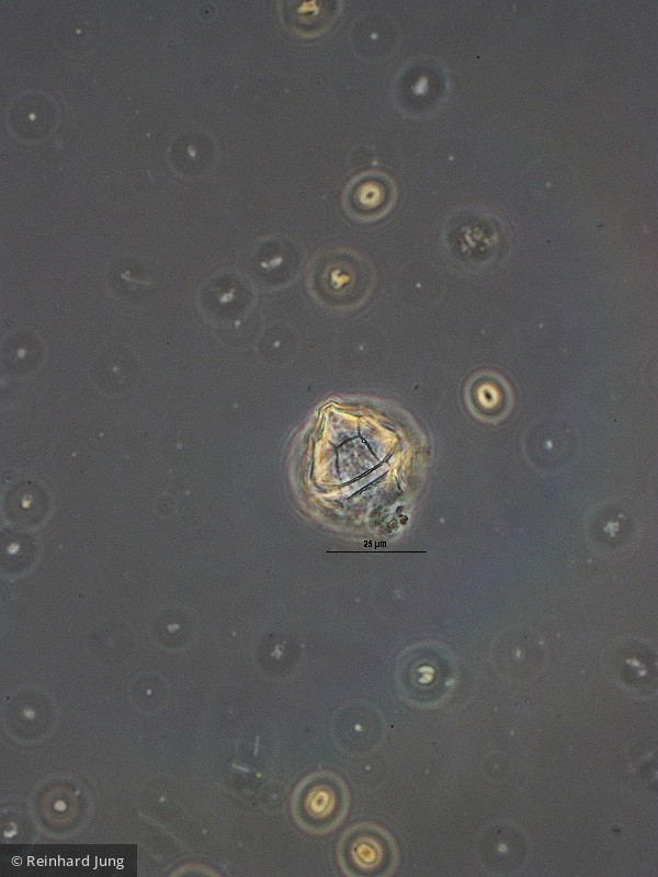 Dinophyta Dinophyceae Peridiniales Peridiniopsis elpatiewskyi