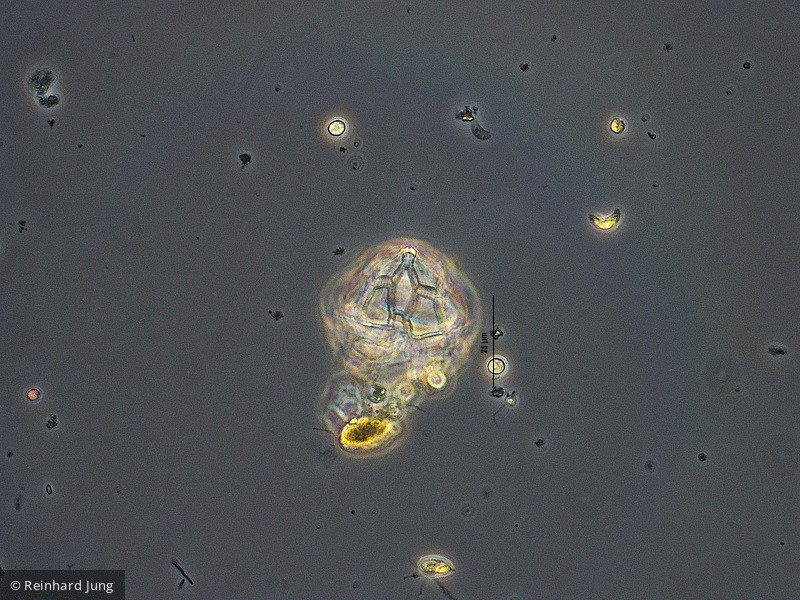 Dinophyta Dinophyceae Peridiniales Peridiniopsis elpatiewskyi