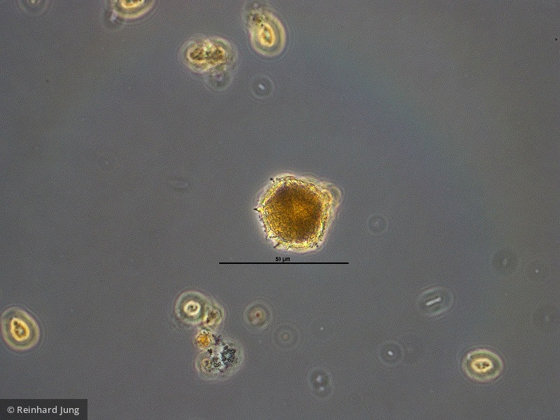 Dinophyta Dinophyceae Peridiniales Peridiniopsis elpatiewskyi