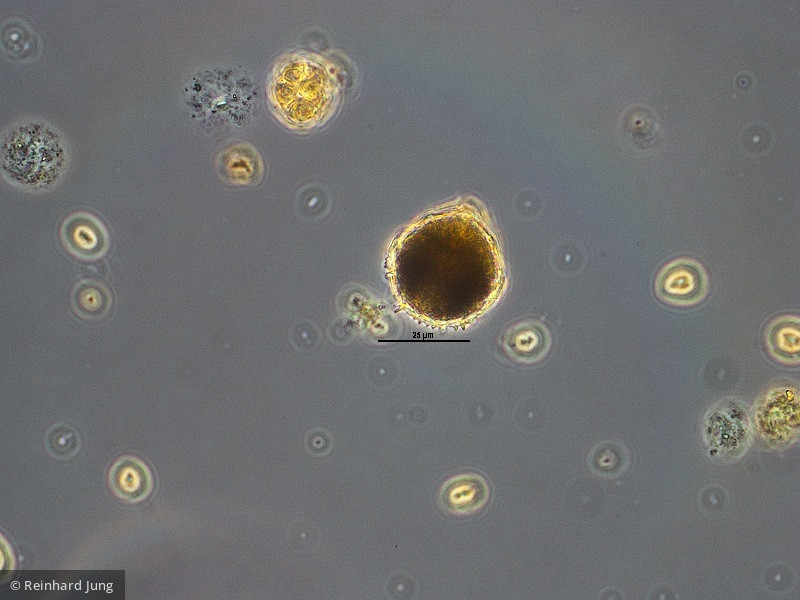 Dinophyta Dinophyceae Peridiniales Peridiniopsis elpatiewskyi