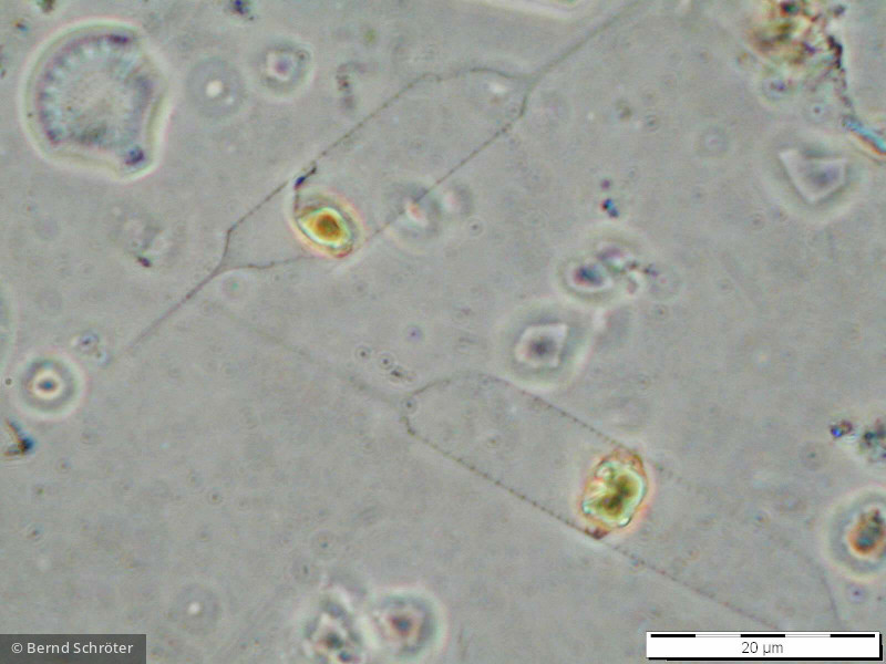 Rhizosolenia_eriensis_1235654201 - Heterocontophyta Bacillariophyceae Centrales Rhizosolenia eriensis