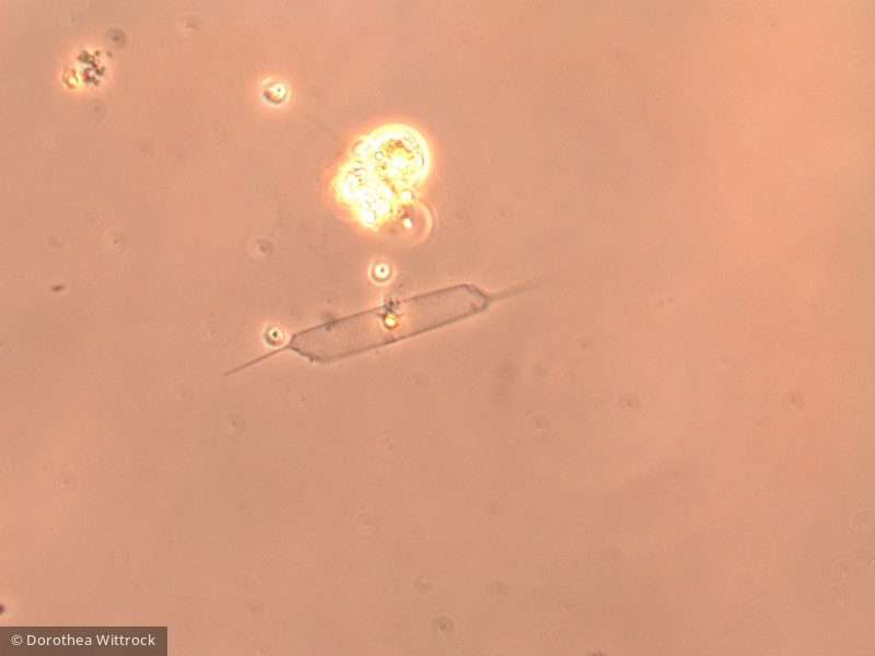 Heterocontophyta Bacillariophyceae Centrales Rhizosolenia eriensis