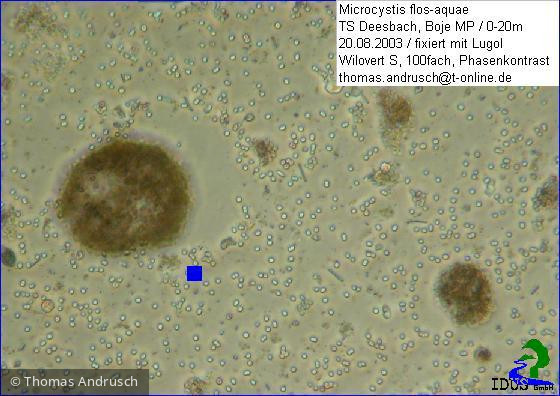 Microcystis_flos-aquae_1238673013 - Cyanobacteria Cyanobacteria Chroococcales Microcystis flos-aquae