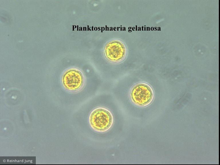 Planktosphaeria_gelatinosa_1229346567 - Chlorophyta Chlorophyceae Chlorococcales Planktosphaeria gelatinosa