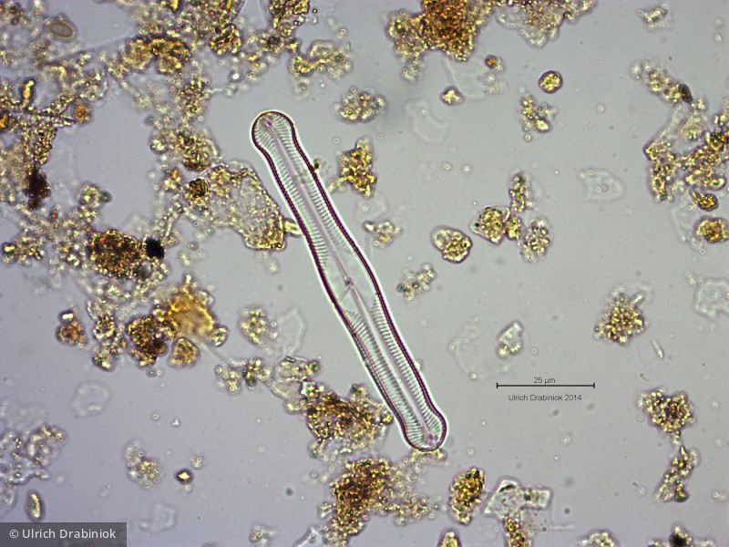 Heterocontophyta Bacillariophyceae Pennales Pinnularia gibba