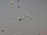 Monoraphidium_griffithi_1271148235