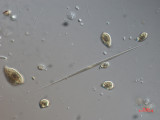 Monoraphidium_griffithi_1271148315