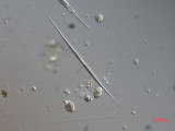 Monoraphidium_griffithi_1271148474