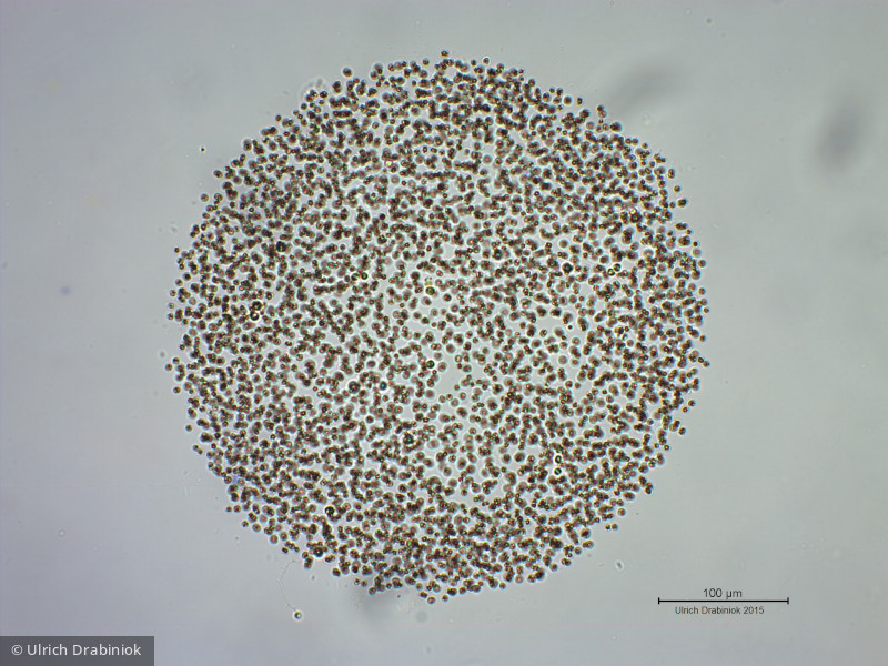 Cyanobacteria Cyanobacteria Chroococcales Microcystis ichthyoblabe