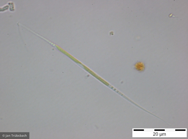 Monoraphidium_komarkovae_1255350141 - Chlorophyta Chlorophyceae Chlorococcales Monoraphidium komarkovae