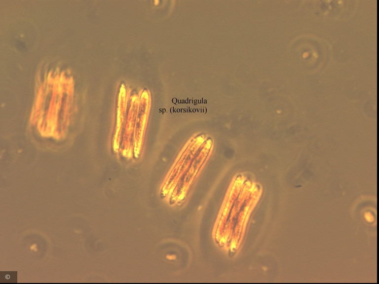Quadrigula korsikovii &middot; Chlorophyta Chlorophyceae Chlorococcales