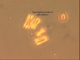 Quadrigula_korsikovii_1281617981