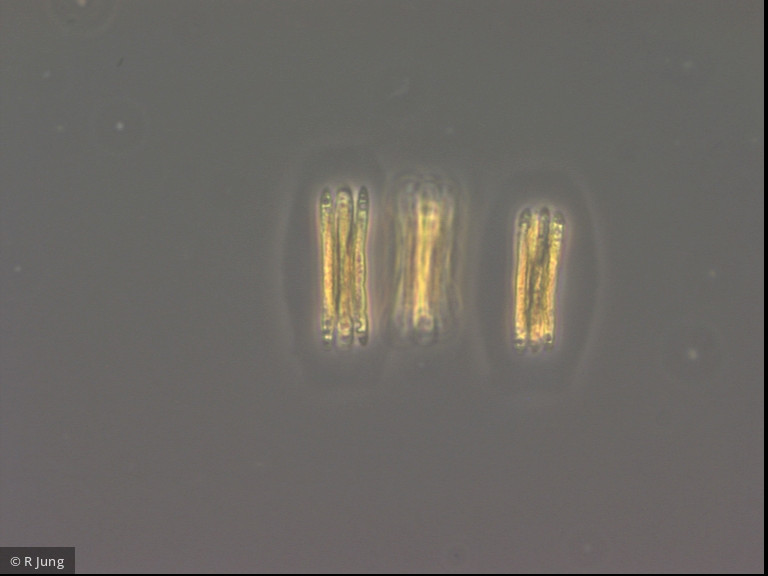 Quadrigula korsikovii &middot; Chlorophyta Chlorophyceae Chlorococcales &middot; 640 ffx