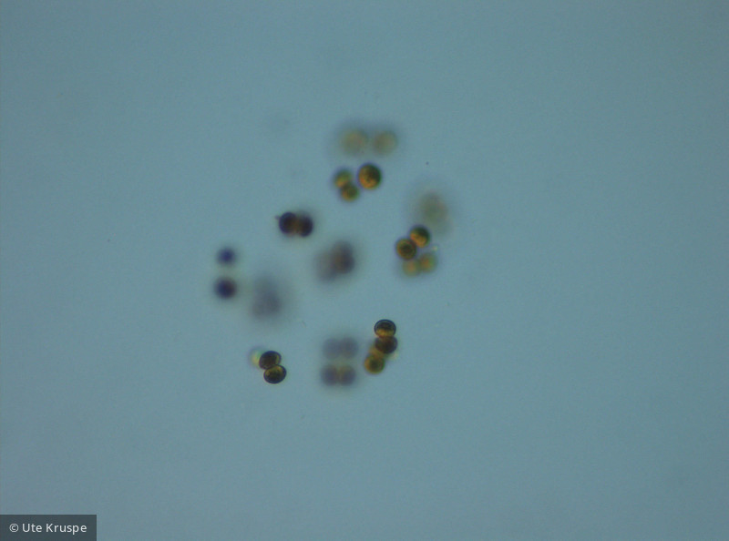 Pseudosphaerocystis _lacustris_1245834534 - Chlorophyta Chlorophyceae Tetrasporales Pseudosphaerocystis lacustris