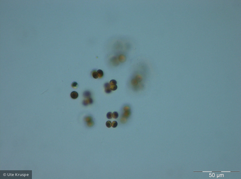 Pseudosphaerocystis _lacustris_1245834729 - Chlorophyta Chlorophyceae Tetrasporales Pseudosphaerocystis lacustris