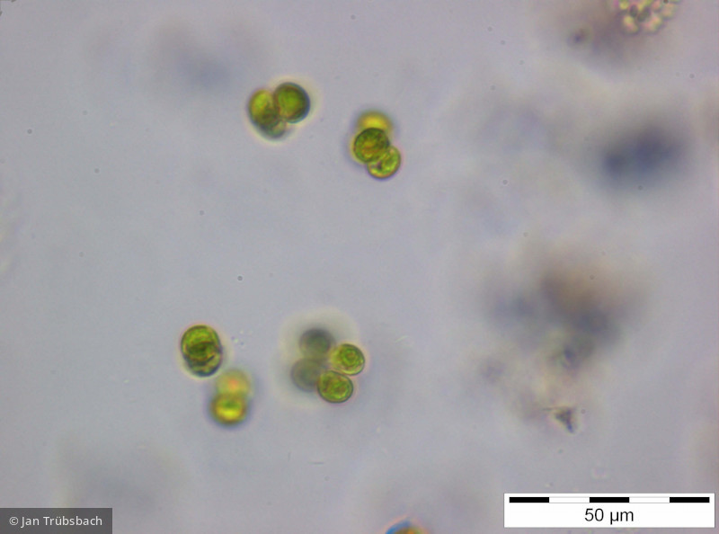 Pseudosphaerocystis _lacustris_1254238699 - Chlorophyta Chlorophyceae Tetrasporales Pseudosphaerocystis lacustris