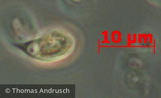 Cryptophyceae Cryptophyceae Cryptomonadales Plagioselmis lacustris