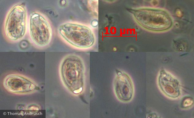Cryptophyceae Cryptophyceae Cryptomonadales Plagioselmis lacustris