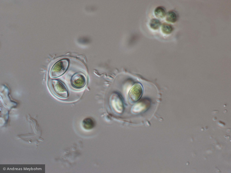 Oocystis_lacustris_1220867478