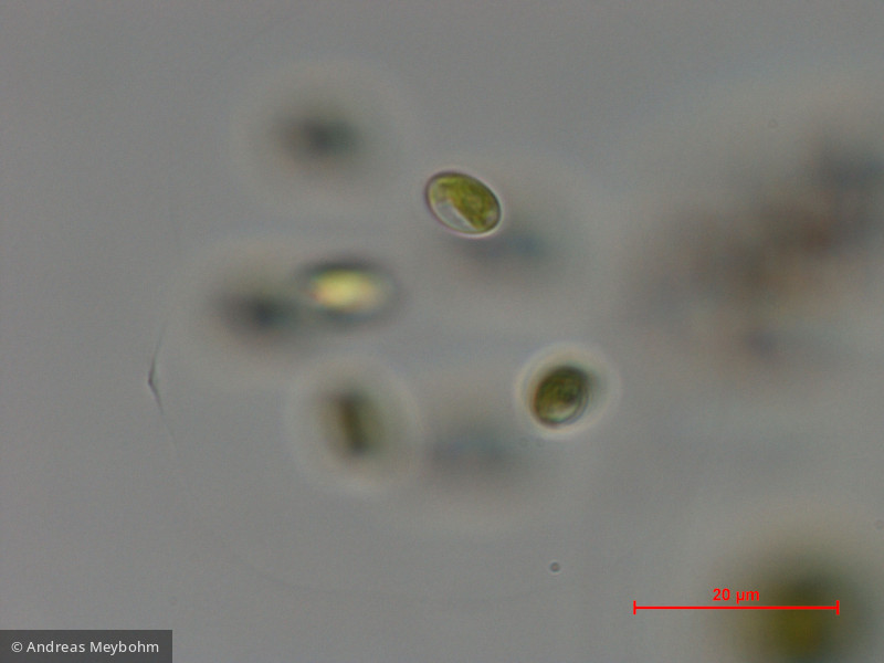 Oocystis_lacustris_1286808379