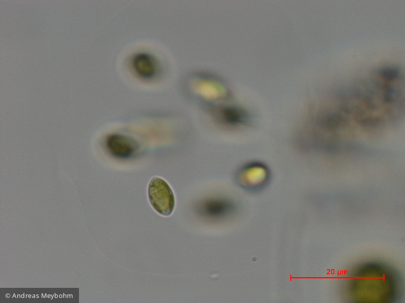 Oocystis_lacustris_1286808453