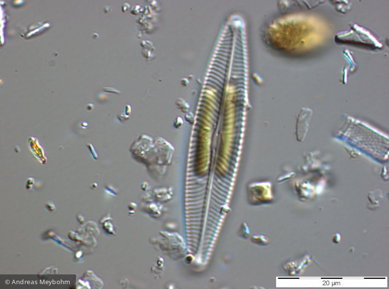 Navicula_lanceolata_1270558448 - Heterocontophyta Bacillariophyceae Pennales Navicula lanceolata