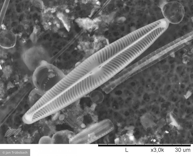 Navicula_lanceolata_1275306401 - Heterocontophyta Bacillariophyceae Pennales Navicula lanceolata