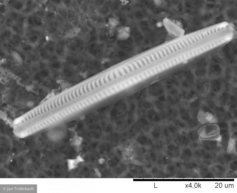 Navicula_lanceolata_1275307465 - Heterocontophyta Bacillariophyceae Pennales Navicula lanceolata