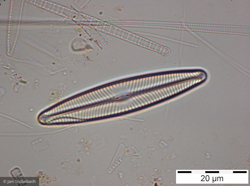 Navicula_lanceolata_1225985012 - Heterocontophyta Bacillariophyceae Pennales Navicula lanceolata