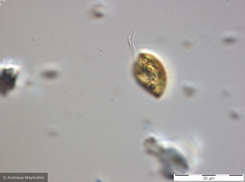 Rhodomonas_lens_1270560370 - Cryptophyceae Cryptophyceae Cryptomonadales Rhodomonas lens