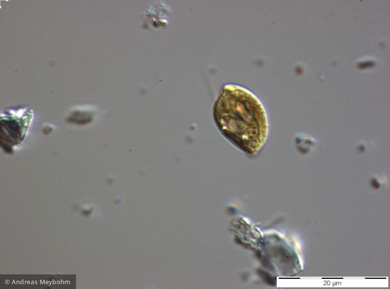 Rhodomonas_lens_1270560465 - Cryptophyceae Cryptophyceae Cryptomonadales Rhodomonas lens