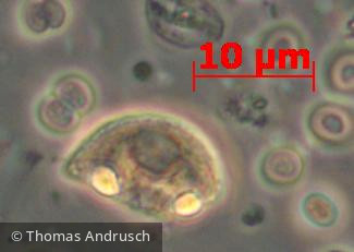 Cryptophyceae Cryptophyceae Cryptomonadales Rhodomonas lens