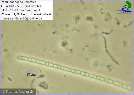 Pseudanabaena_limnetica_1238658288 - Cyanobacteria Cyanobacteria Oscillatoriales Pseudanabaena limnetica