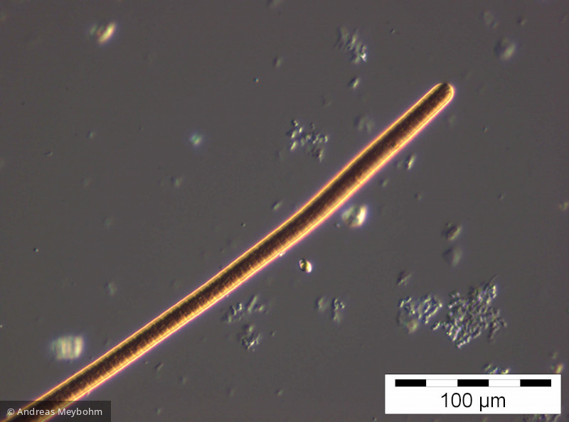 Oscillatoria limosa · Cyanobacteria Cyanobacteria Oscillatoriales
