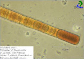 Oscillatoria_limosa_1238658027