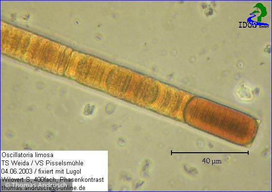 Oscillatoria limosa · Cyanobacteria Cyanobacteria Oscillatoriales · 400fachx