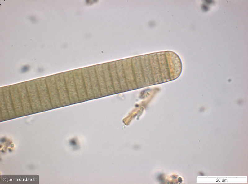 Oscillatoria limosa · Cyanobacteria Cyanobacteria Oscillatoriales · 1000x