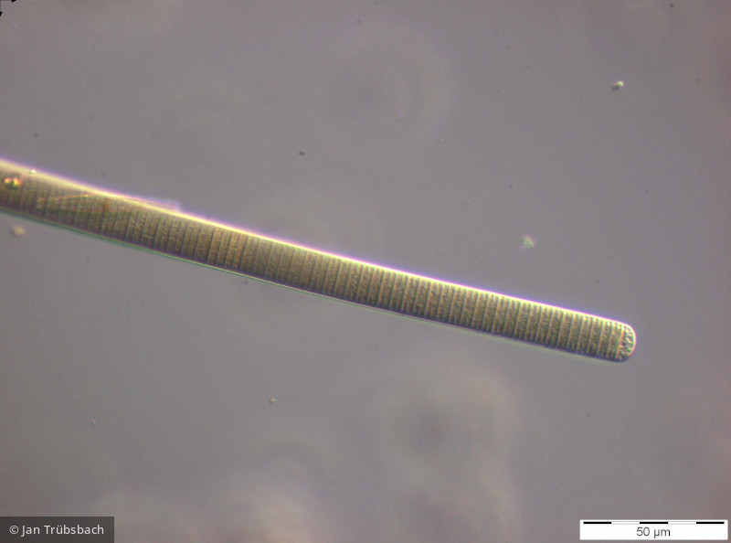 Oscillatoria limosa · Cyanobacteria Cyanobacteria Oscillatoriales · 400x