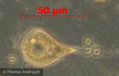 Euglenophyta Euglenophyceae Euglenales Phacus longicauda
