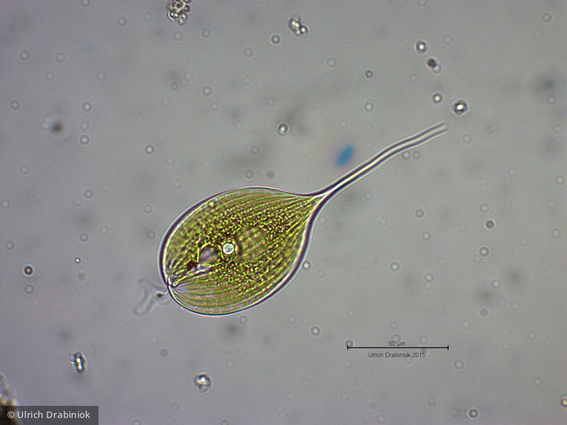 Euglenophyta Euglenophyceae Euglenales Phacus longicauda
