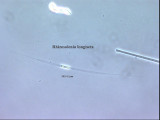 Rhizosolenia_longiseta_1229346912