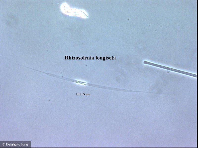 Rhizosolenia_longiseta_1229346912 - Heterocontophyta Bacillariophyceae Centrales Rhizosolenia longiseta