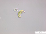 Monoraphidium_minutum_1255341269