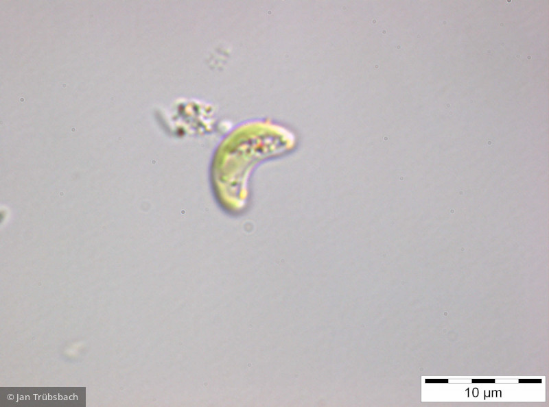 Monoraphidium_minutum_1255341269 - Chlorophyta Chlorophyceae Chlorococcales Monoraphidium minutum