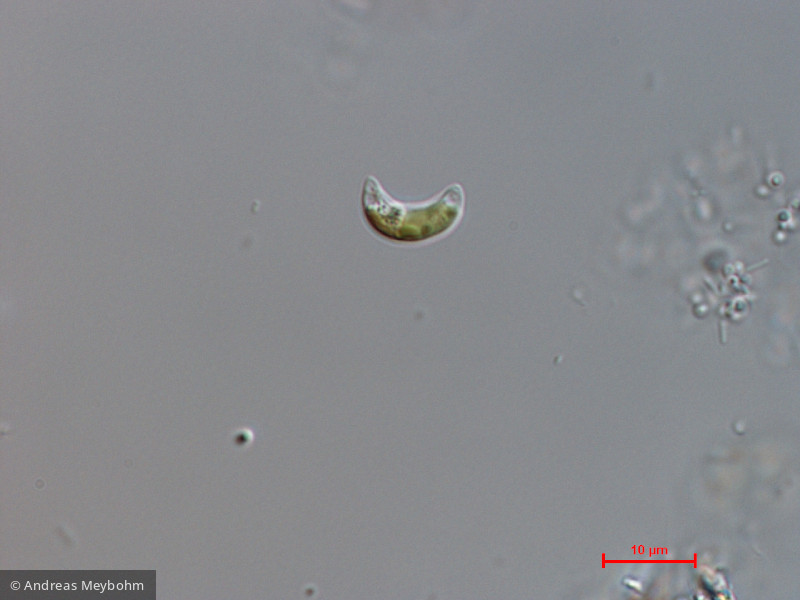 Chlorophyta Chlorophyceae Chlorococcales Monoraphidium minutum