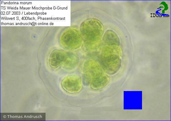 Pandorina_morum_1238662641 - Chlorophyta Chlorophyceae Volvocales Pandorina morum