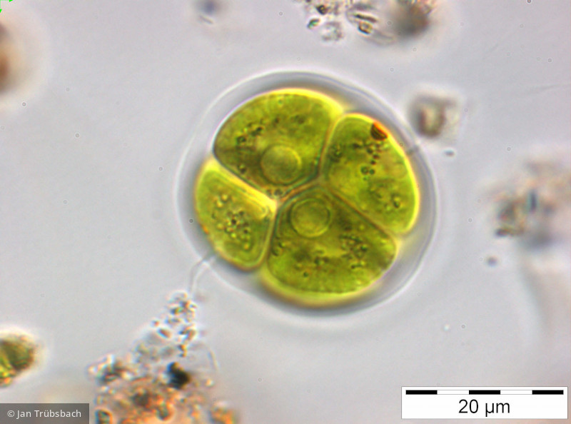 Pandorina_morum_1246543865 - Chlorophyta Chlorophyceae Volvocales Pandorina morum